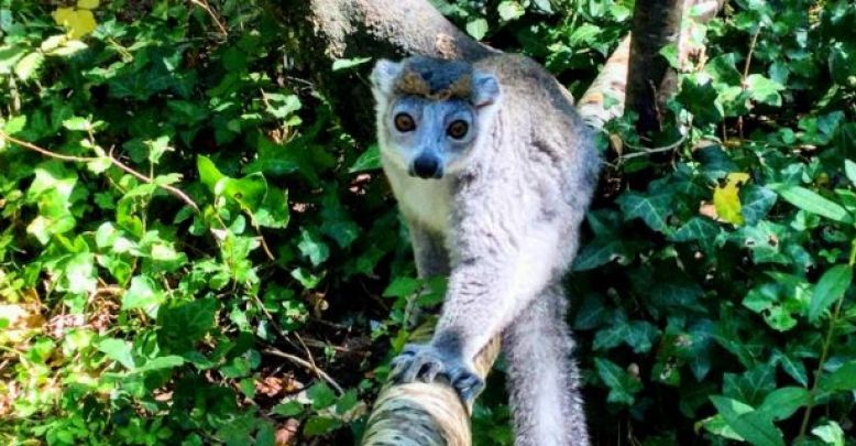 La réserve zoologique de Calviac