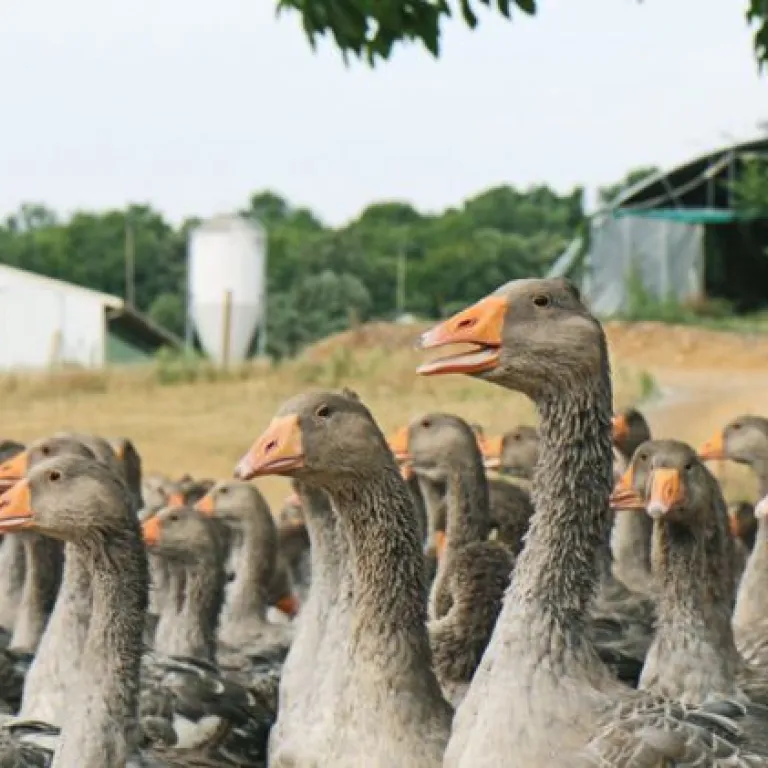 Discovering the goose foie-gras delicacies in ...