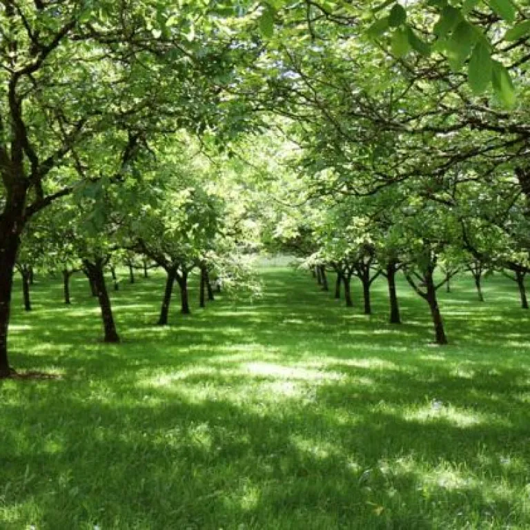 Discover the sacred fruit of the perigord at t ...
