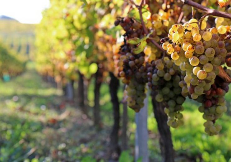 I invite you to the heart of the Monbazillac g ...