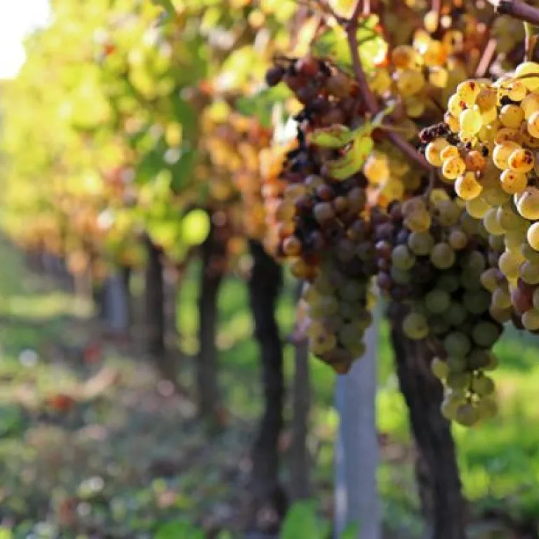 I invite you to the heart of the Monbazillac g ...