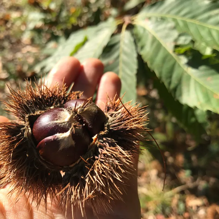 You will never see the chestnuts of the Périgo ...