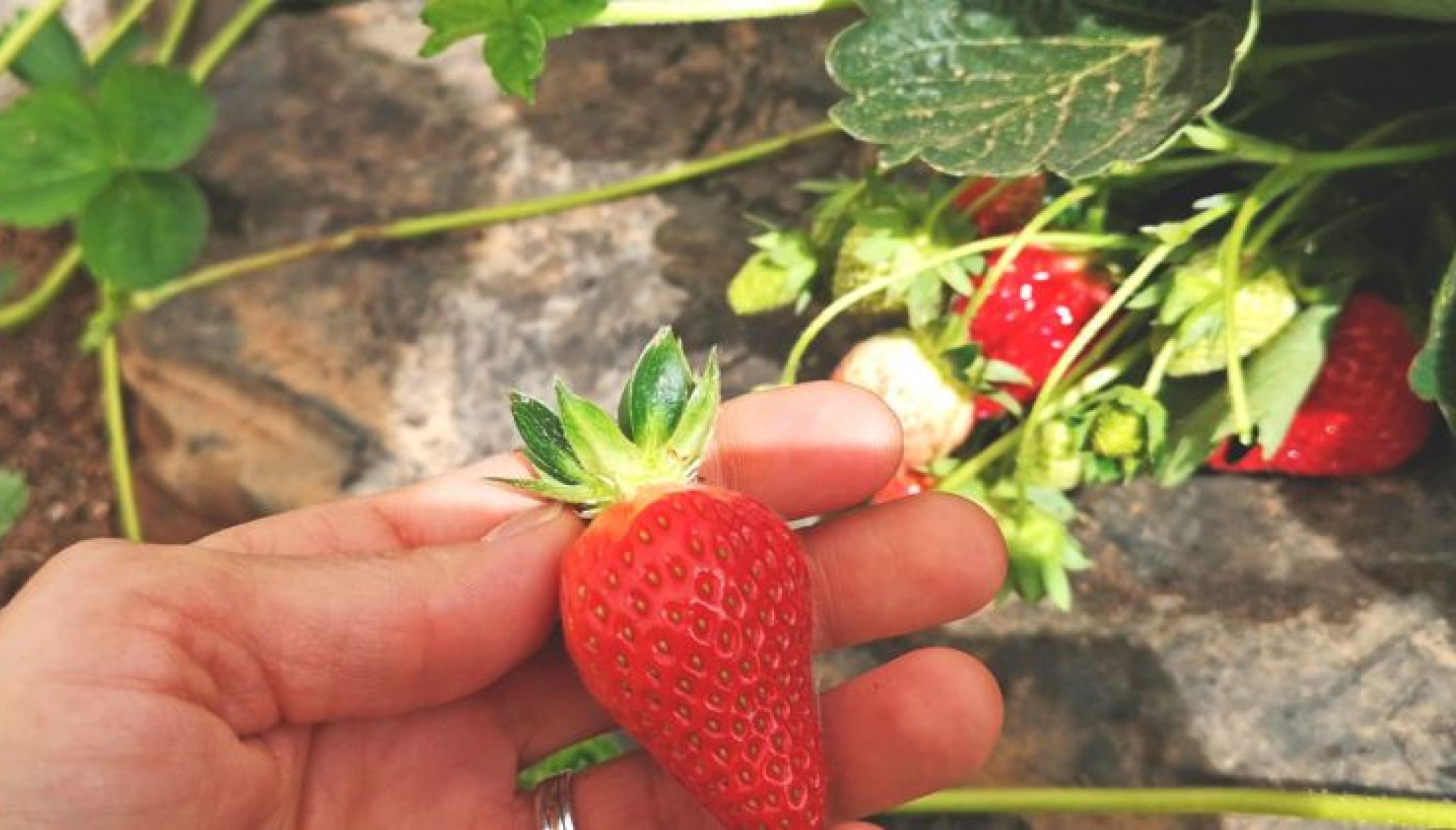 La Fraise du Périgord IGP : régalez-vous d’Avril à Octobre !