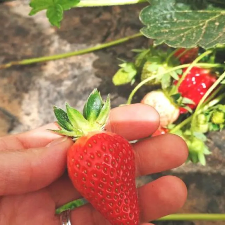 La Fraise du Périgord IGP : régalez-vous d’Avr ...