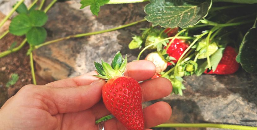 Strawberry Périgord IGP: enjoy from April to O ...