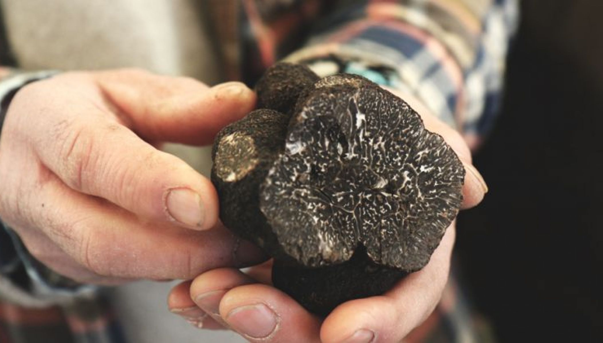 La Fête de la Truffe : La Truffe du Périgord fait son show à Sarlat
