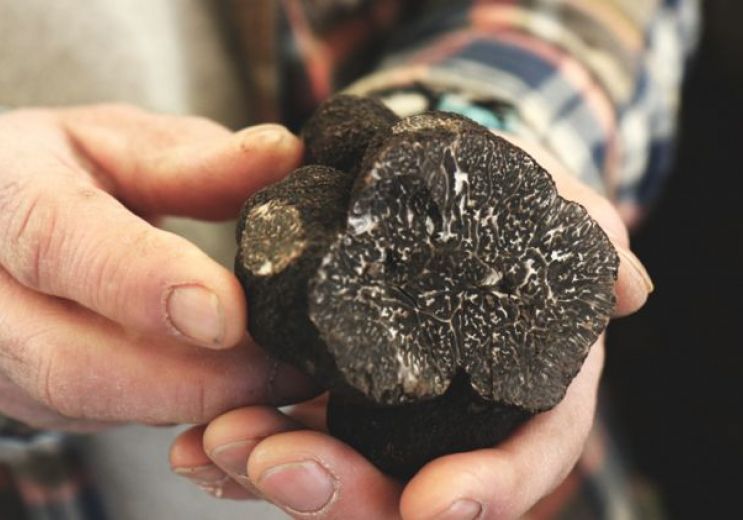 La Fête de la Truffe : La Truffe du Périgord f ...