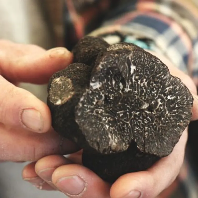 The Truffle Festival: The Périgord Truffle doe ...