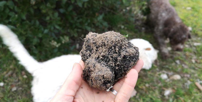 La truffe Noire du Périgord - Morceaux et petites truffes.