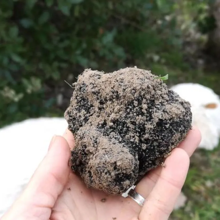 In search of the Périgord Truffle: Demonstrati ...