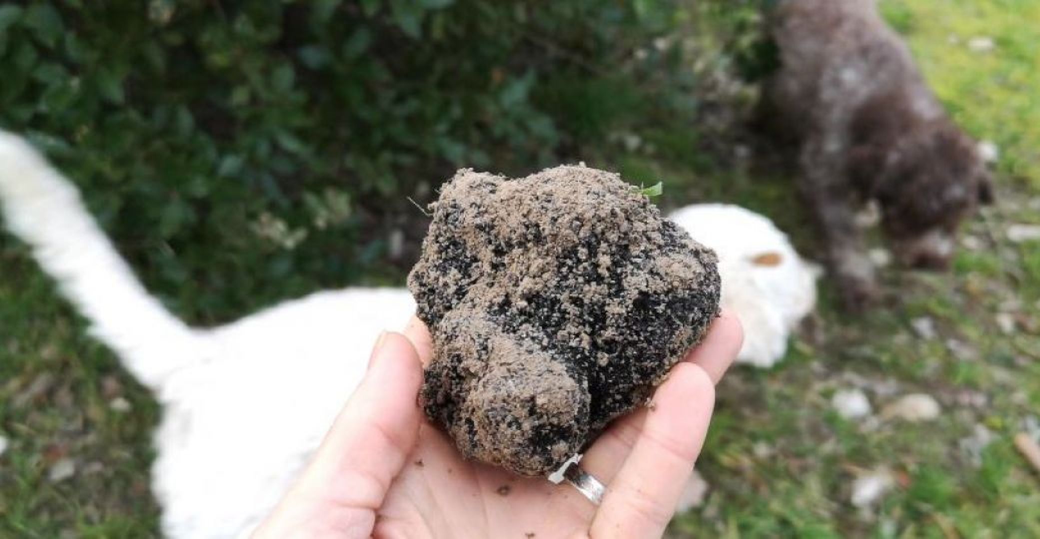 In Search Of The Perigord Truffle Demonstration Of Excavation Guide Du Perigord In Search Of The Perigord Truffle Demonstration Of Excavation Guide Du Perigord