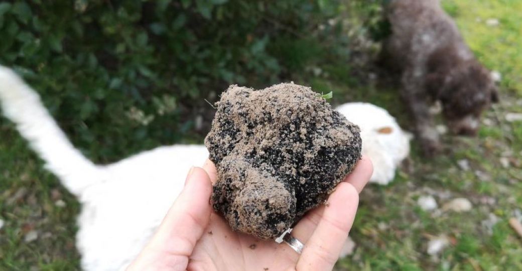 In Search Of The Perigord Truffle Demonstration Of Excavation Guide Du Perigord