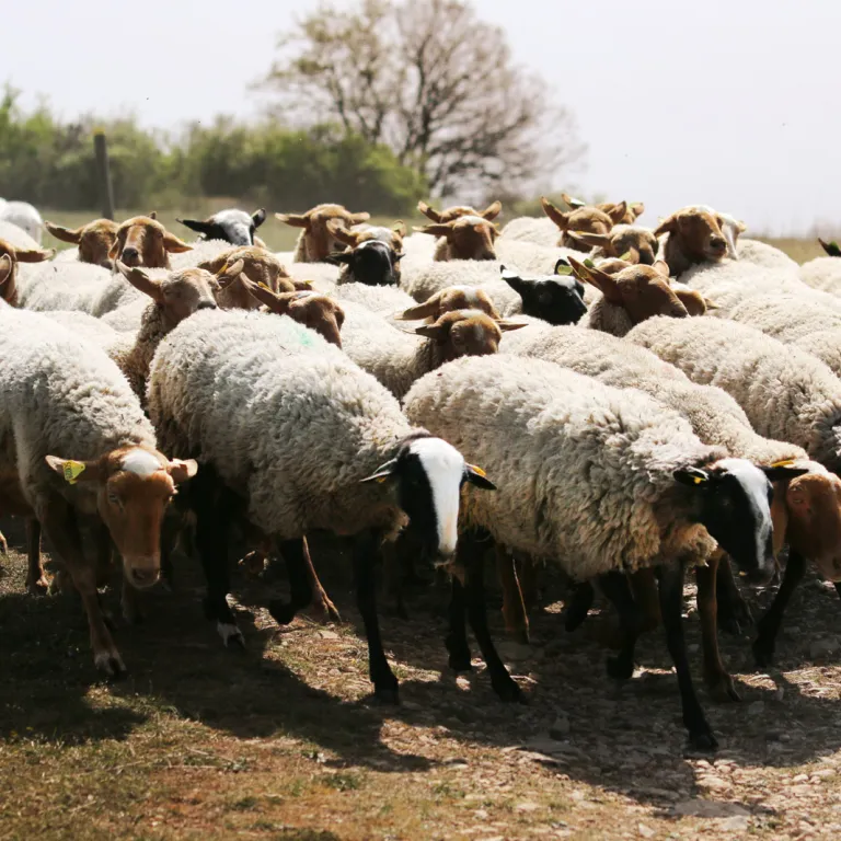 Vivez la transhumance des brebis et l’éco-past ...