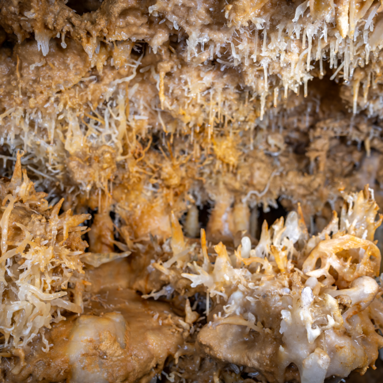 The Grand Roc Cave, an exceptional cave in the ...
