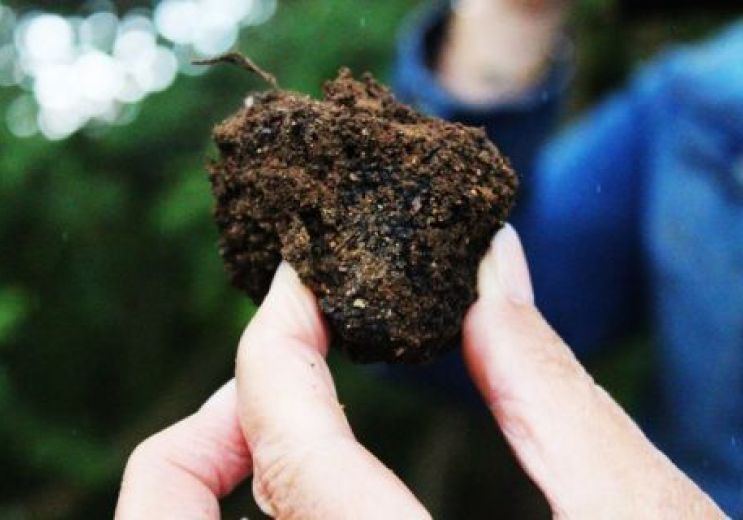 La truffière de Péchalifour