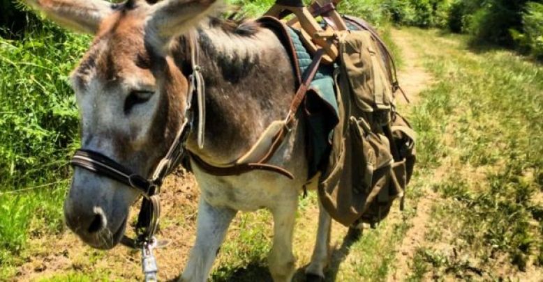La ferme du Clédou et sa randonnée avec un âne