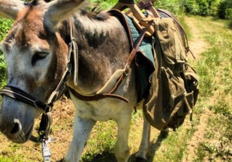 La ferme du Clédou et sa randonnée avec un âne