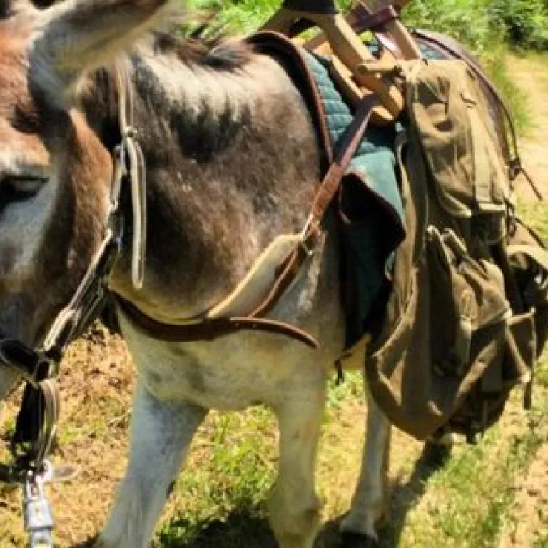 La ferme du Clédou et sa randonnée avec un âne