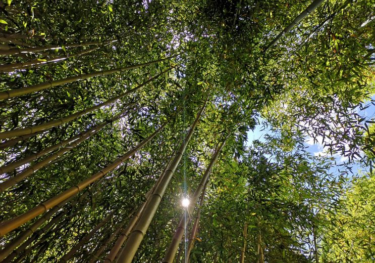 Les Bambous de Planbuisson