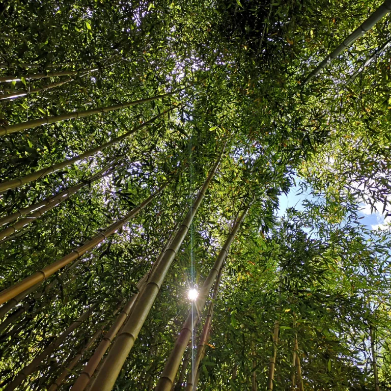 The Bamboos of Planbuisson
