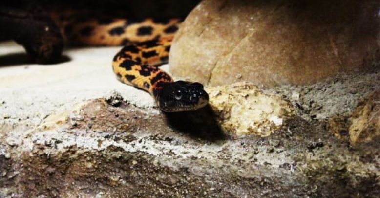 Le zoo de Mescoulès