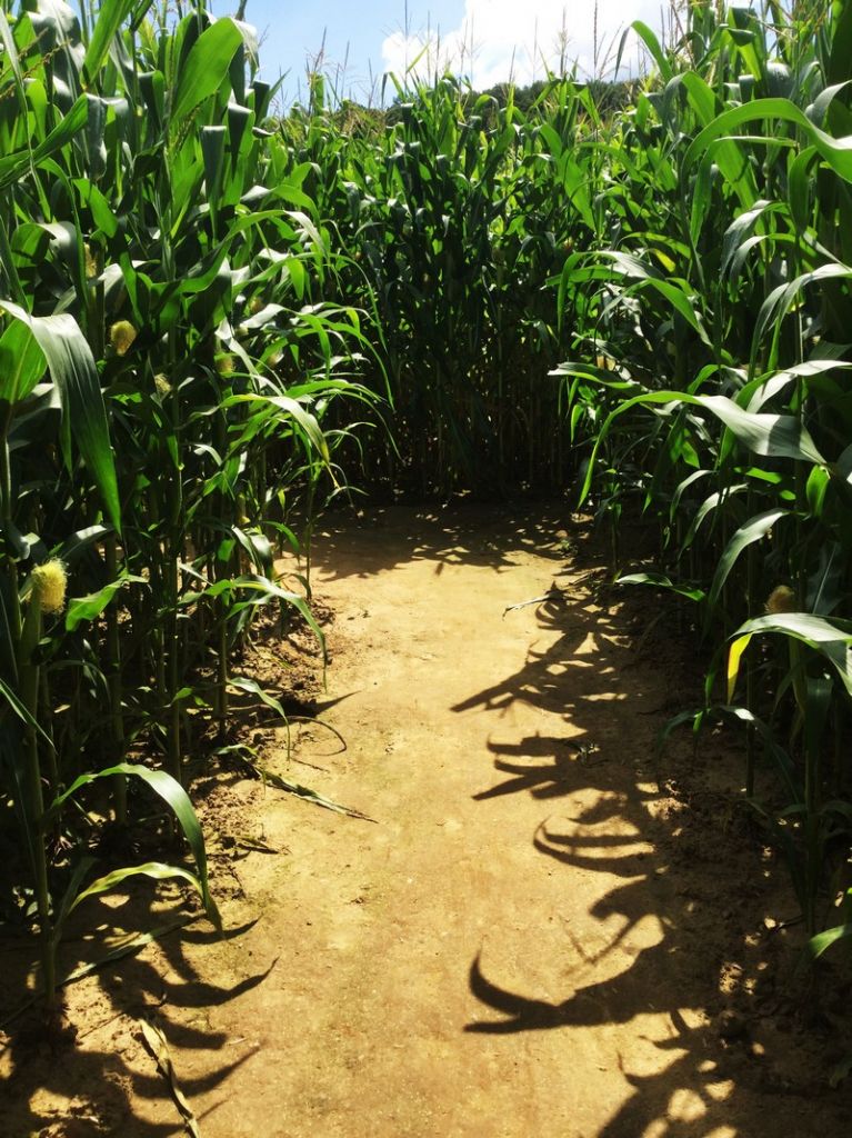 Le labyrinthe de maïs des châteaux