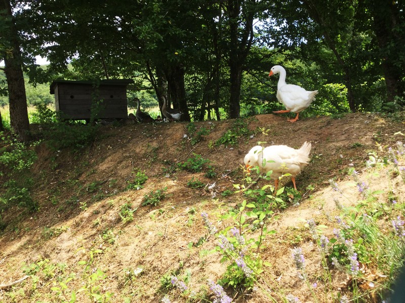 Le labyrinthe de maïs des châteaux