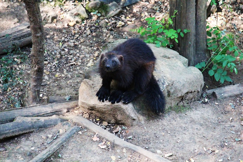 La réserve zoologique de Calviac