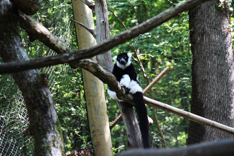 La réserve zoologique de Calviac