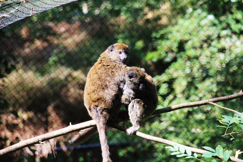 La réserve zoologique de Calviac