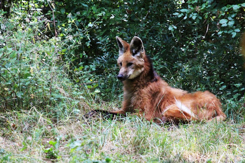 La réserve zoologique de Calviac