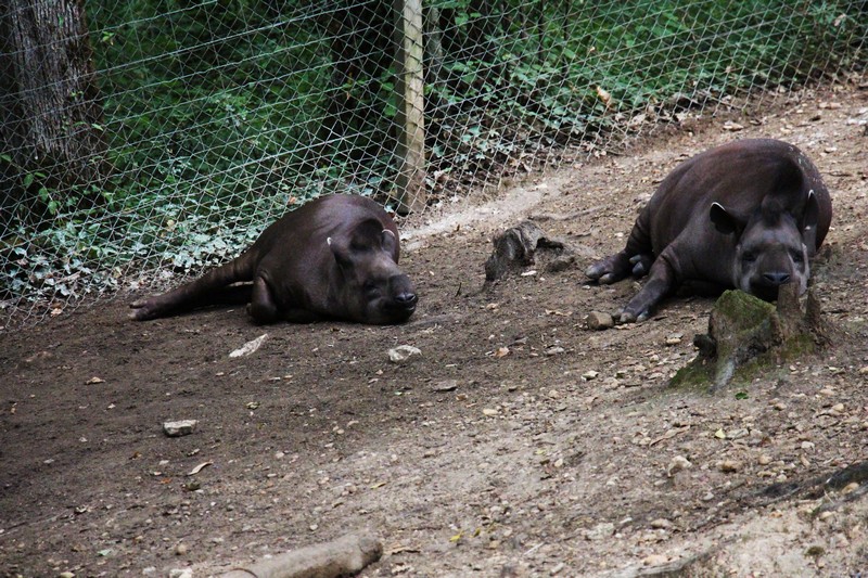 La réserve zoologique de Calviac