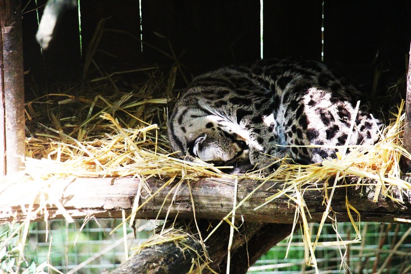 La réserve zoologique de Calviac