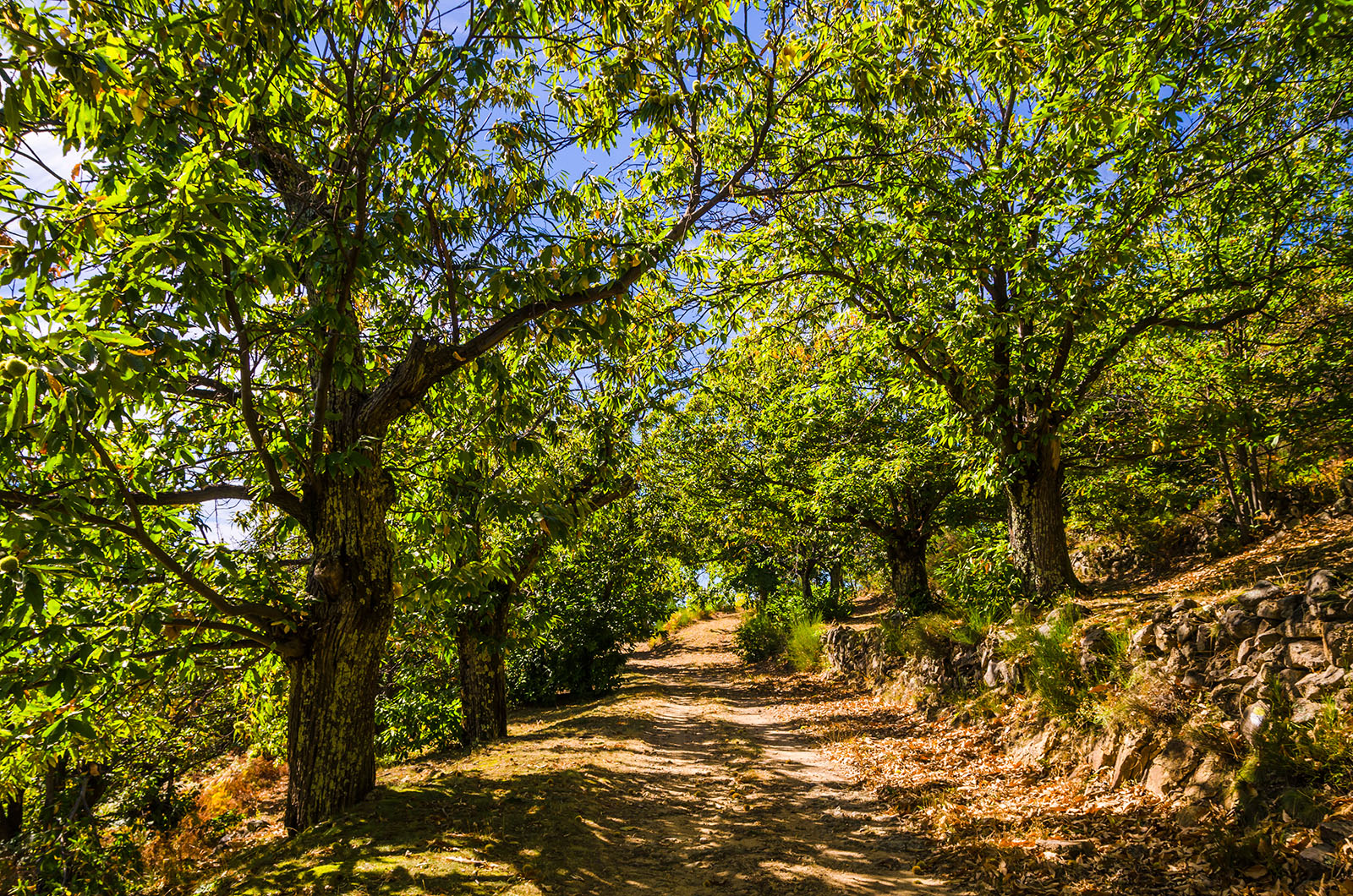 Chestnut grove