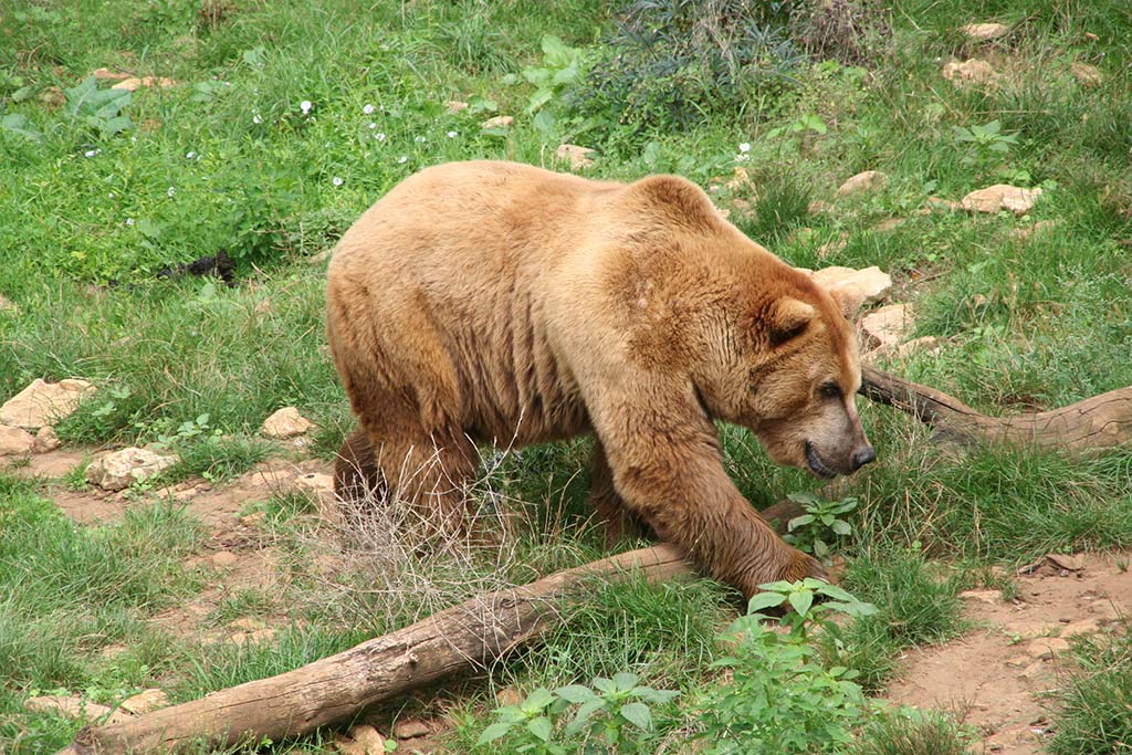 Regourdou brown bear