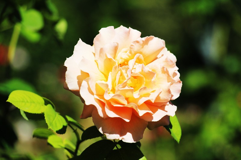 Les jardins de limaginaire