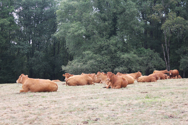 Sentier Cro-Magnon en Vallée Vézère