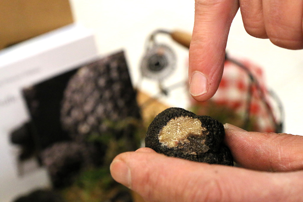 La truffe dans les mains expertes de Francis Delpey