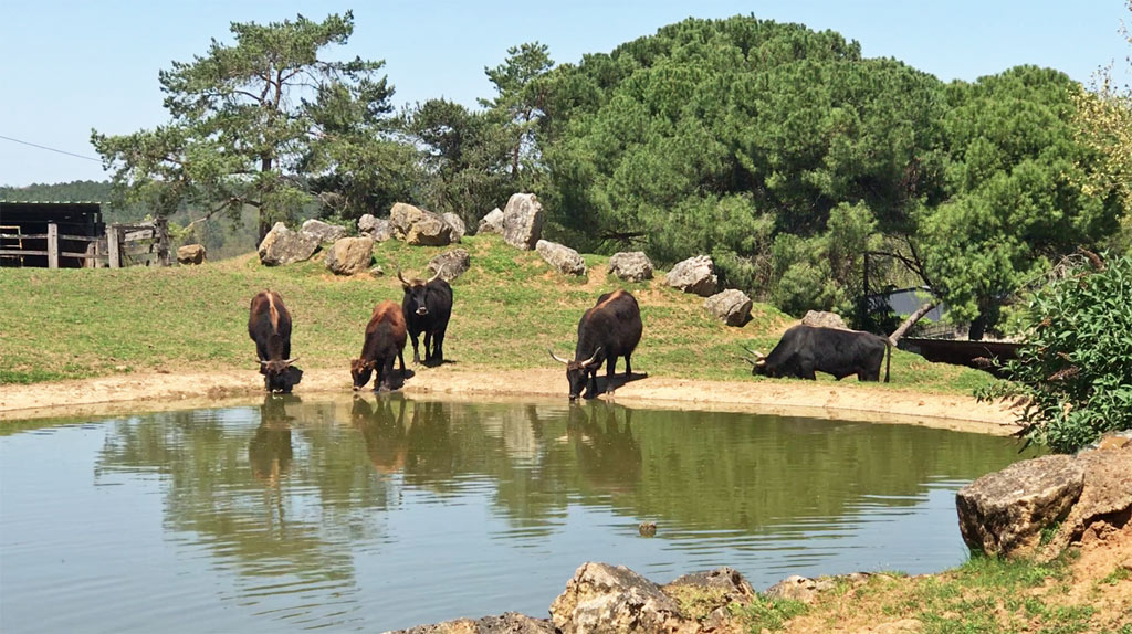 Aurochs of the Thot Park