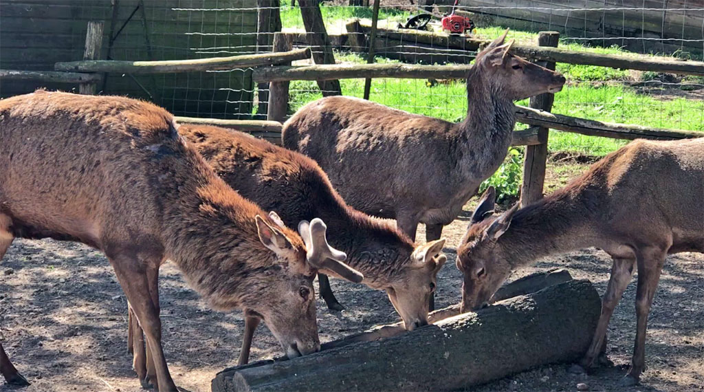 the deer of the Thot Park