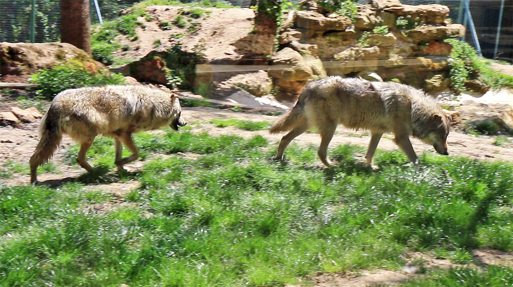 The wolves of the Thot Park