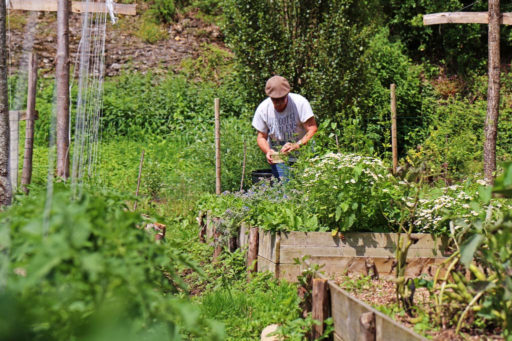 Pierre dans son potager qui respecte les principes de la permaculture