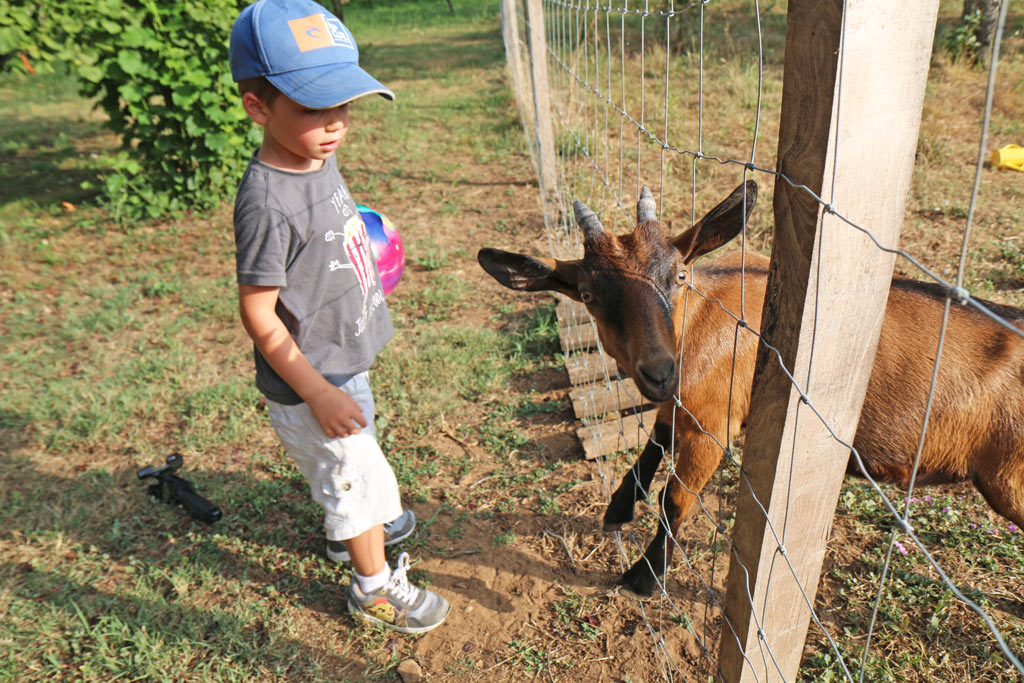 Les animaux de la ferme