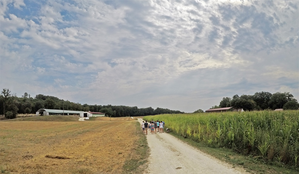 Le champs à droite, qui fournit une partie du grain des oies
