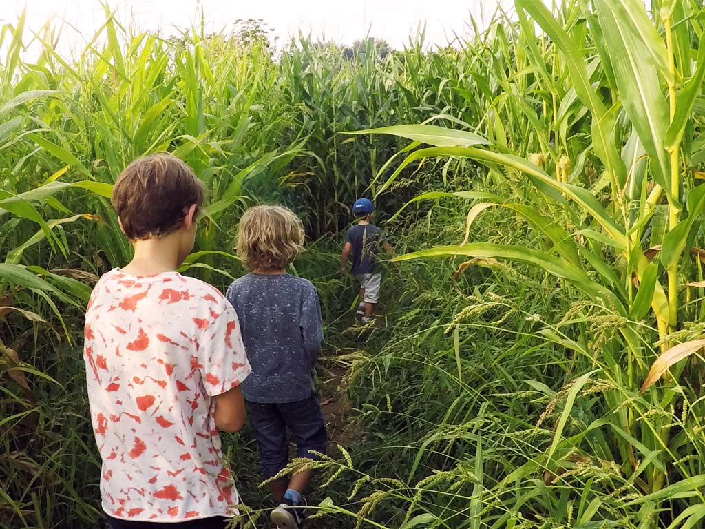 Le labyrinthe de maïs