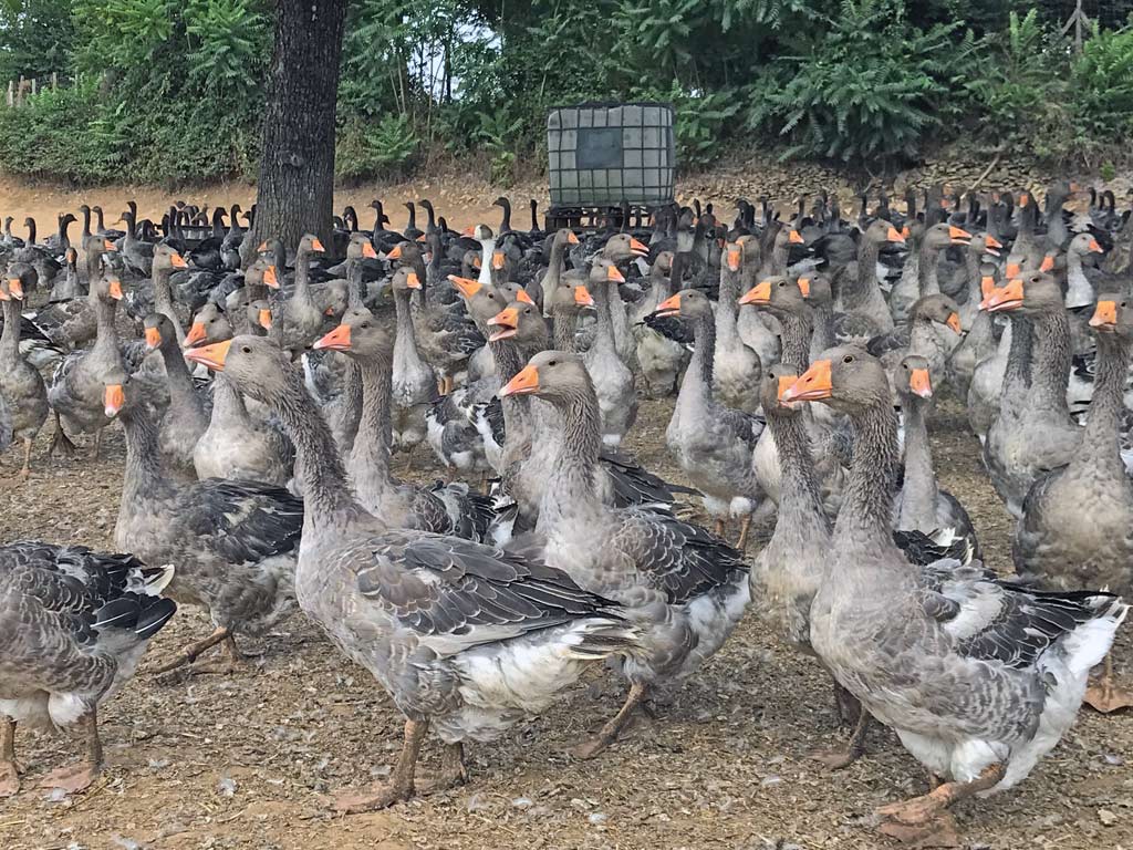 Les oies grises de Toulouse