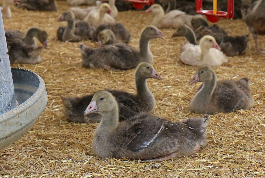 Les oisons sont les bébés oies