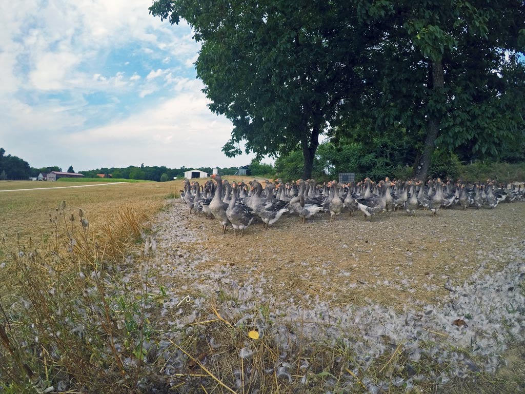 Pas de barrière, elles vont et viennent comme elles le souhaitent
