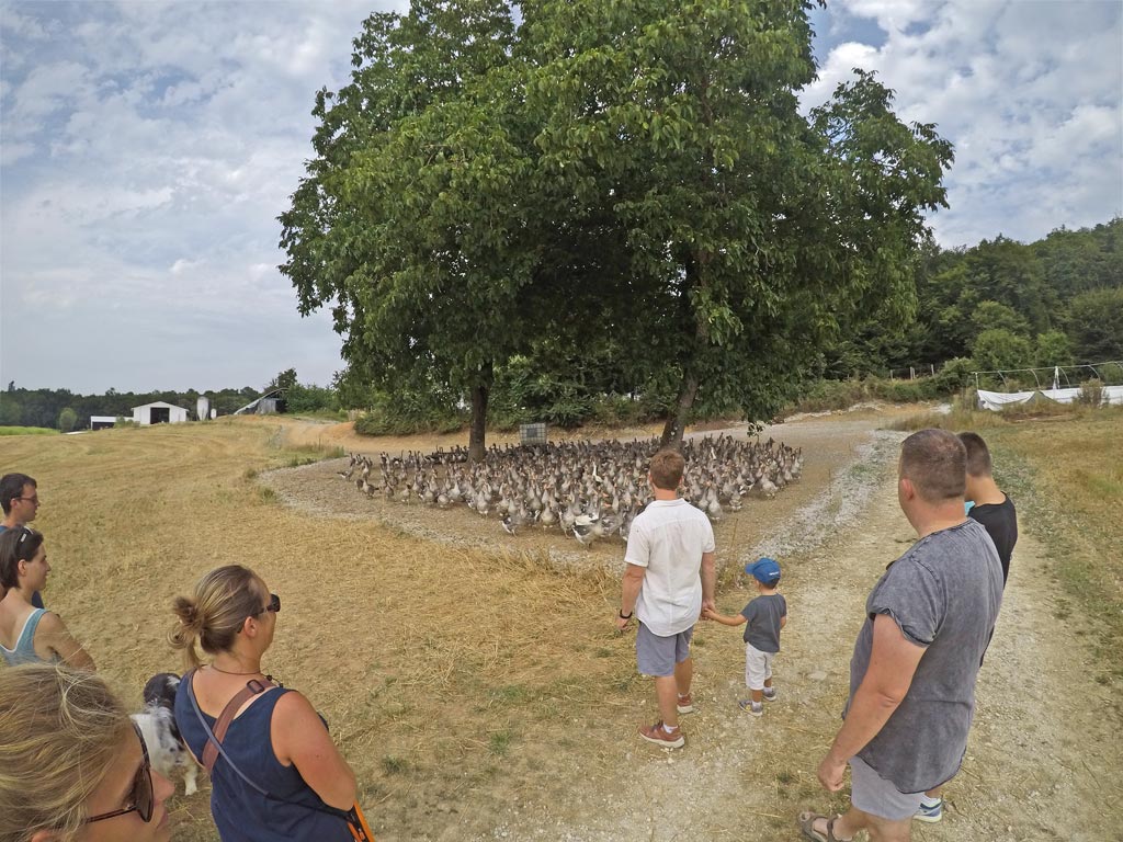 La visite de l'élevage