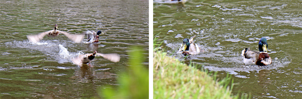 Contemplez les canards